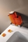 GEDY - RAINBOW - Fogmosópohár, fogkefetartó - Áttetsző narancssárga műgyanta